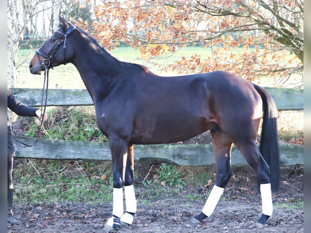 Cavallo sportivo irlandese Mix Castrone 6 Anni 163 cm Baio scuro in uelsen