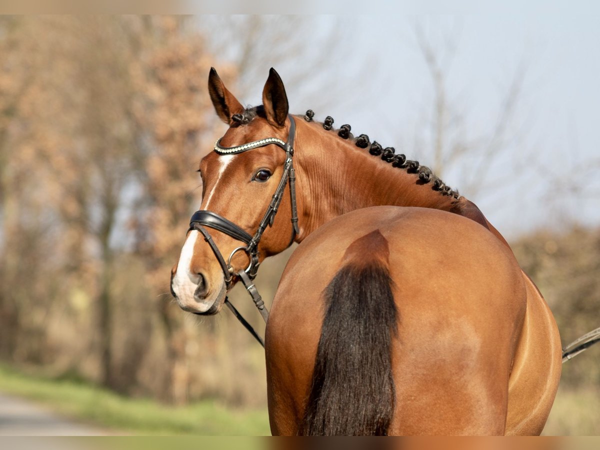 Cavallo sportivo irlandese Castrone 6 Anni 164 cm Baio in Buxtehude