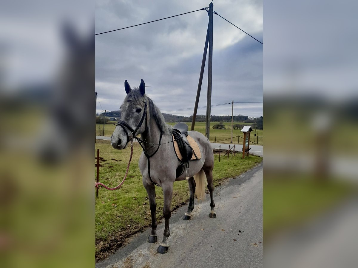 Cavallo sportivo irlandese Castrone 6 Anni 165 cm Grigio in Nettersheim