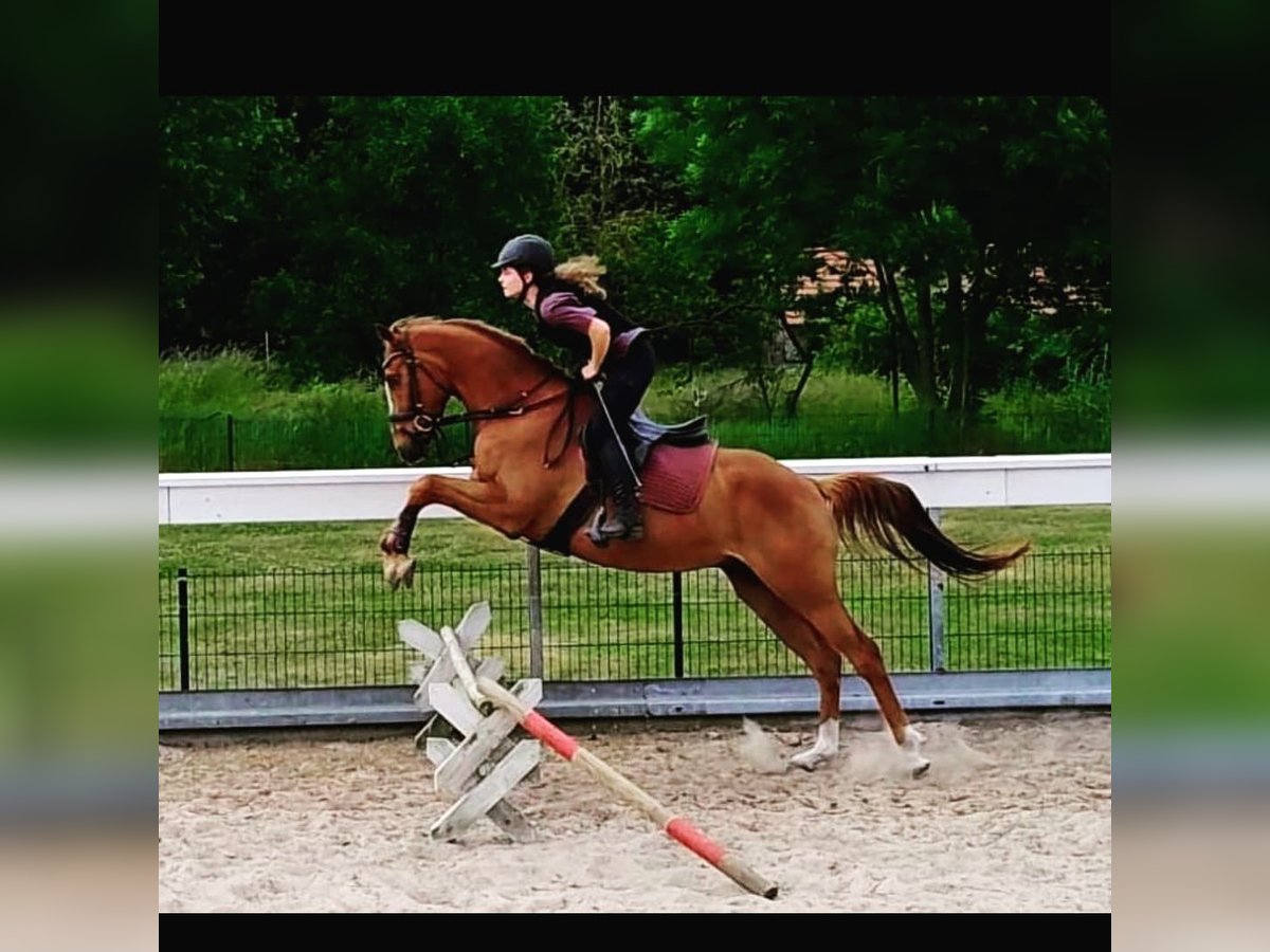 Cavallo sportivo irlandese Castrone 6 Anni 165 cm Sauro in Stöffin