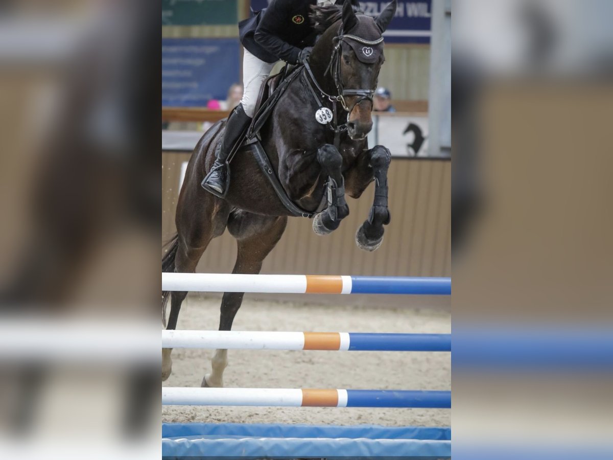 Cavallo sportivo irlandese Castrone 6 Anni 169 cm Baio scuro in Hof