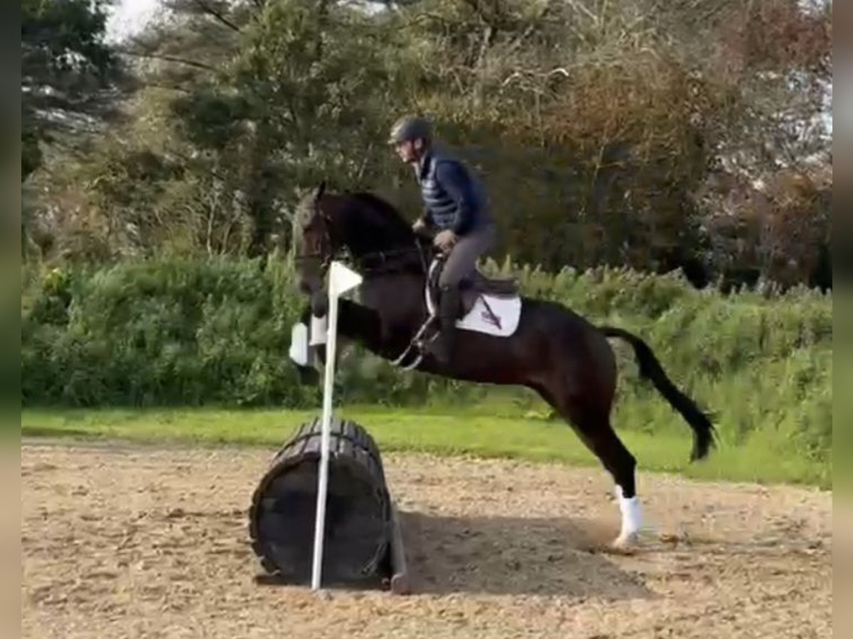 Cavallo sportivo irlandese Castrone 6 Anni 169 cm Baio scuro in Hof