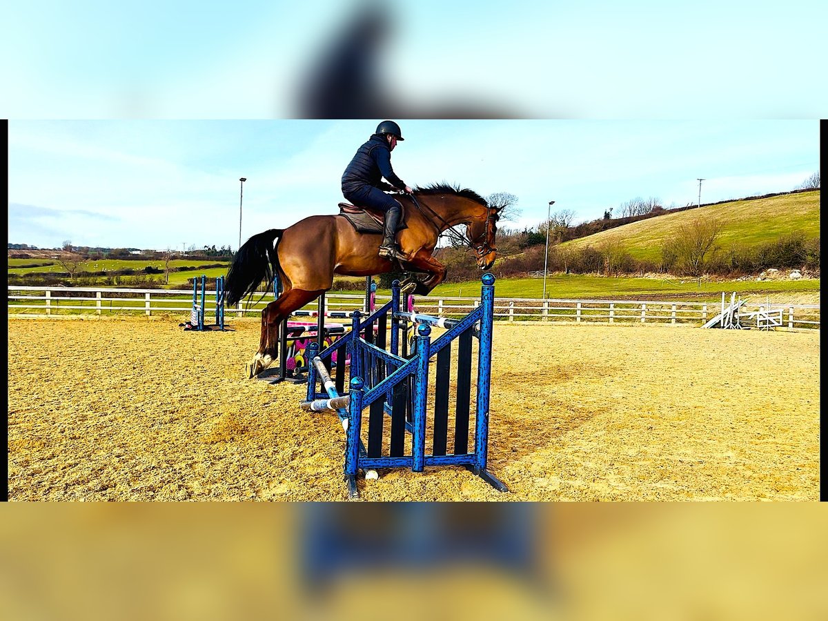 Cavallo sportivo irlandese Castrone 6 Anni 172 cm Baio ciliegia in Huddersfield