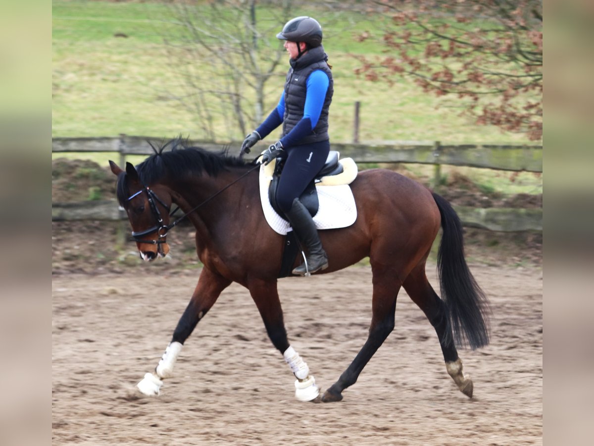 Cavallo sportivo irlandese Mix Castrone 6 Anni Baio in uelsen