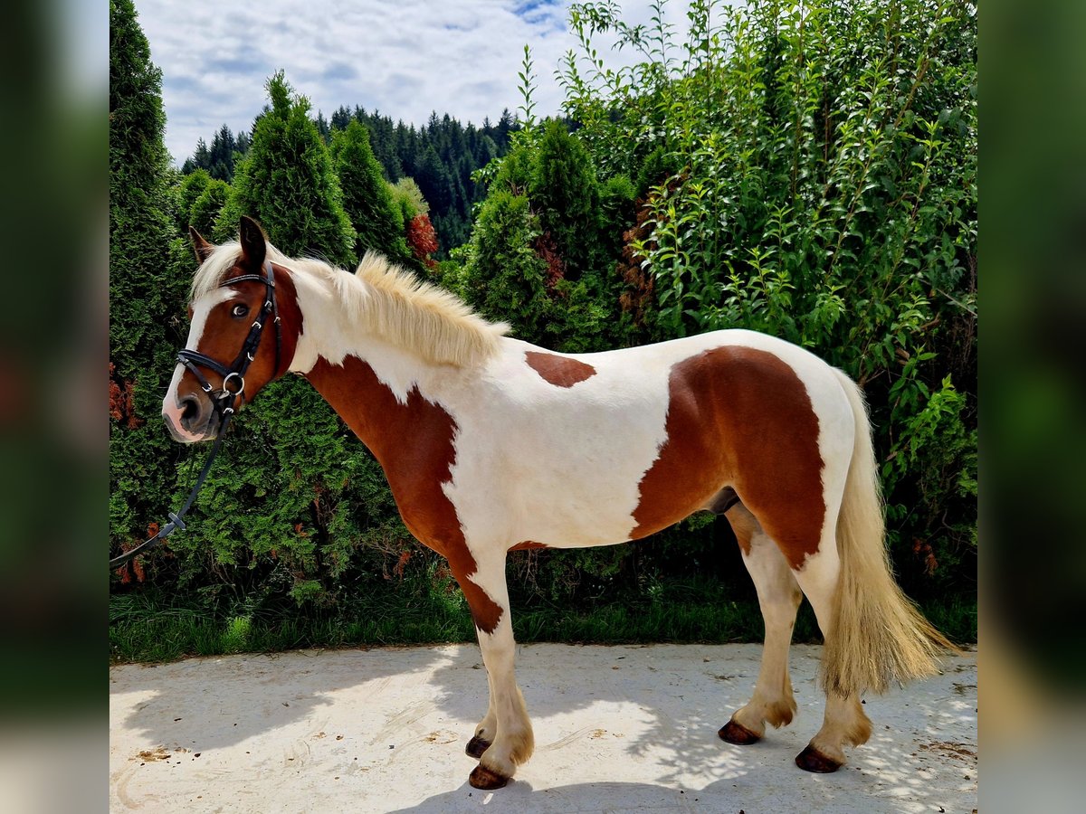 Cavallo sportivo irlandese Castrone 7 Anni 136 cm Pezzato in Gummern