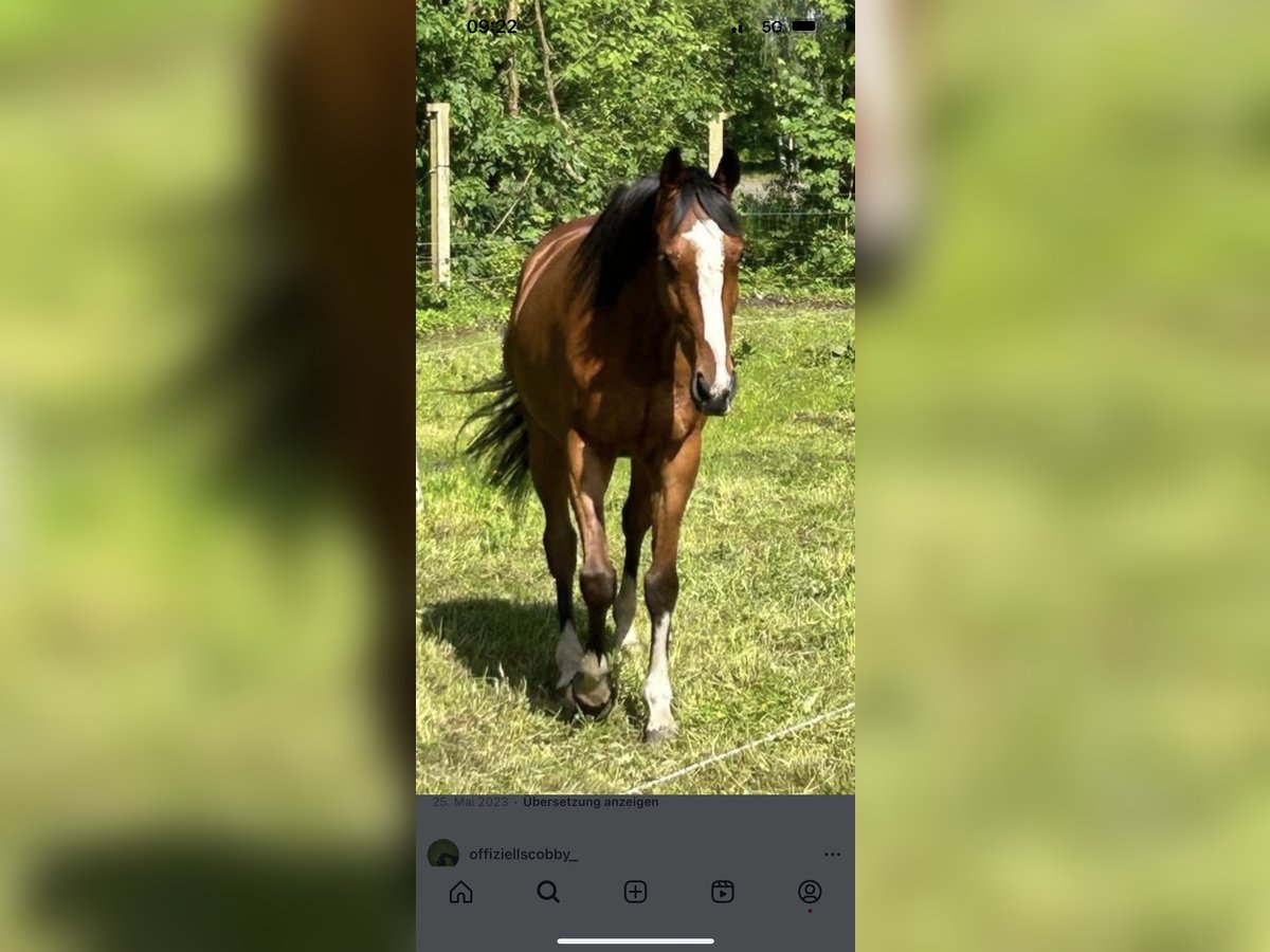 Cavallo sportivo irlandese Castrone 7 Anni 162 cm Baio in Fintel