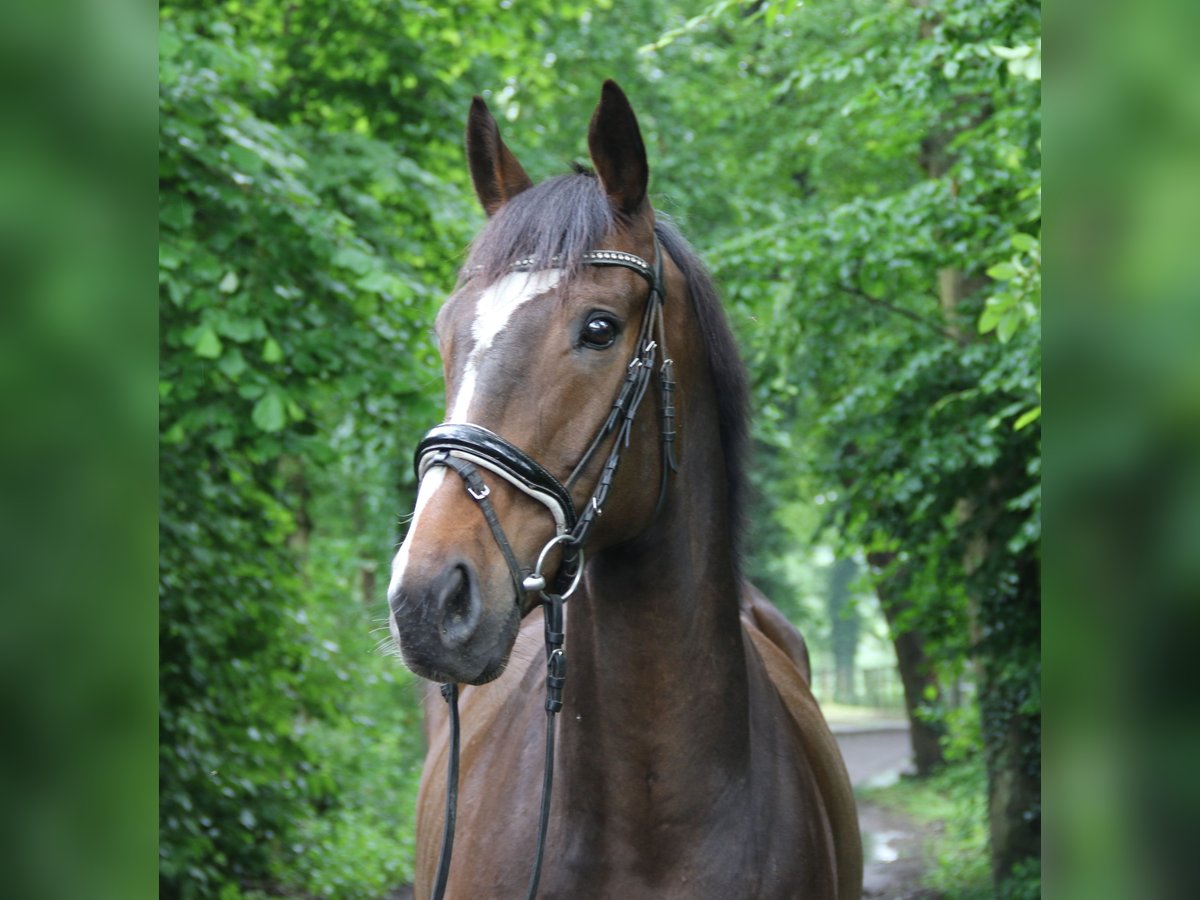 Cavallo sportivo irlandese Castrone 7 Anni 165 cm Baio in Nettetal