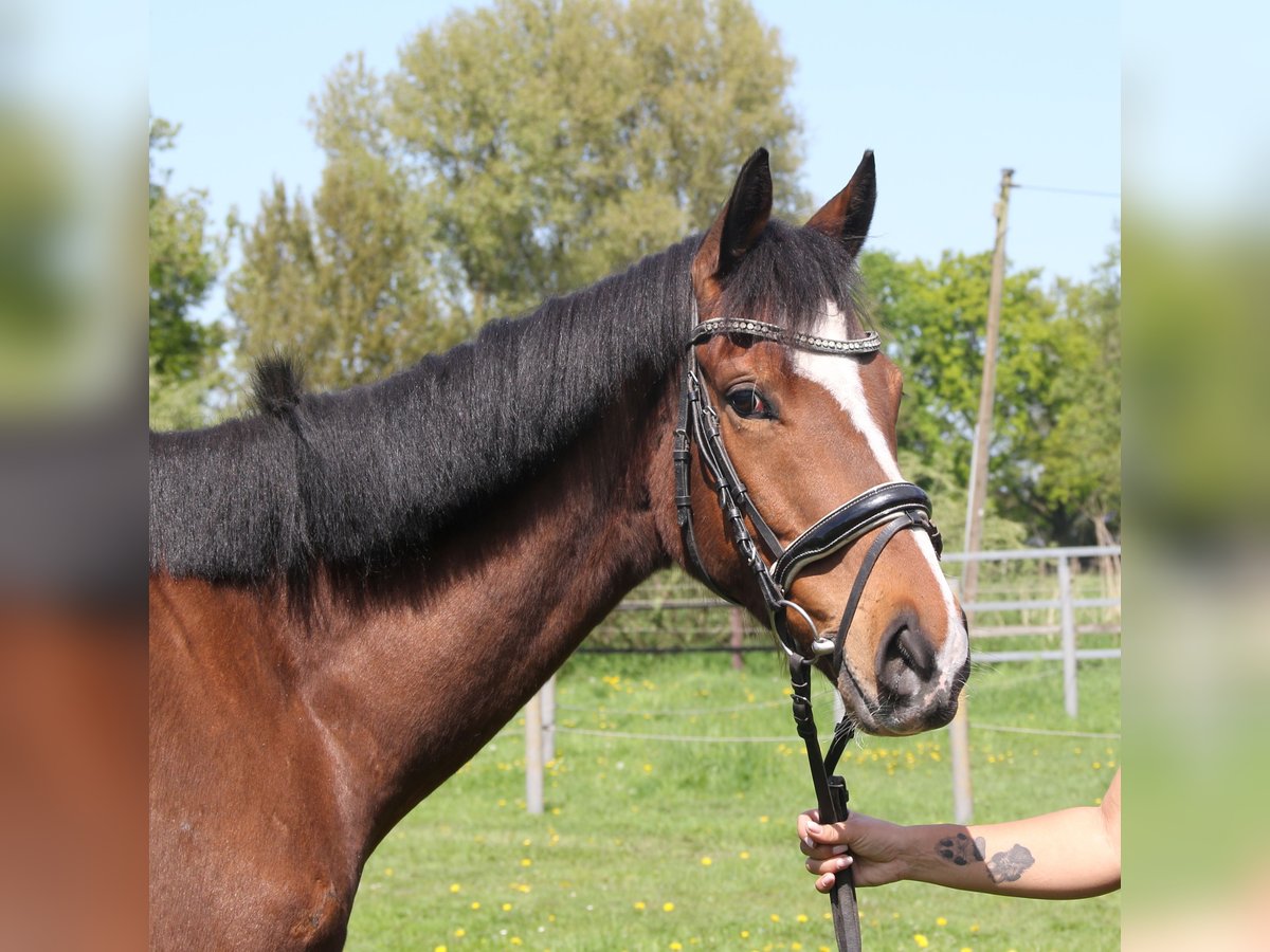 Cavallo sportivo irlandese Castrone 7 Anni 165 cm Baio in Wachtendonk
