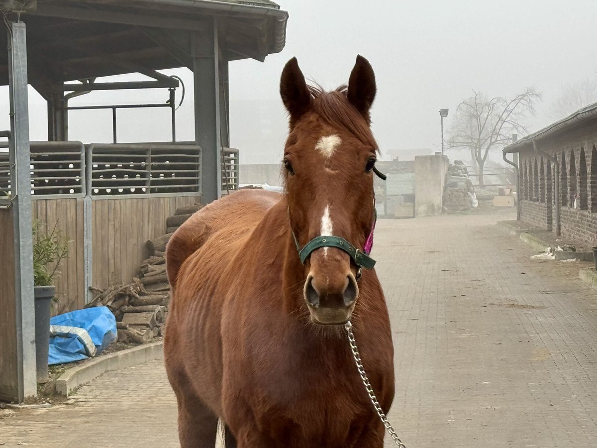 Cavallo sportivo irlandese Castrone 7 Anni 165 cm Sauro in Grevenbroich