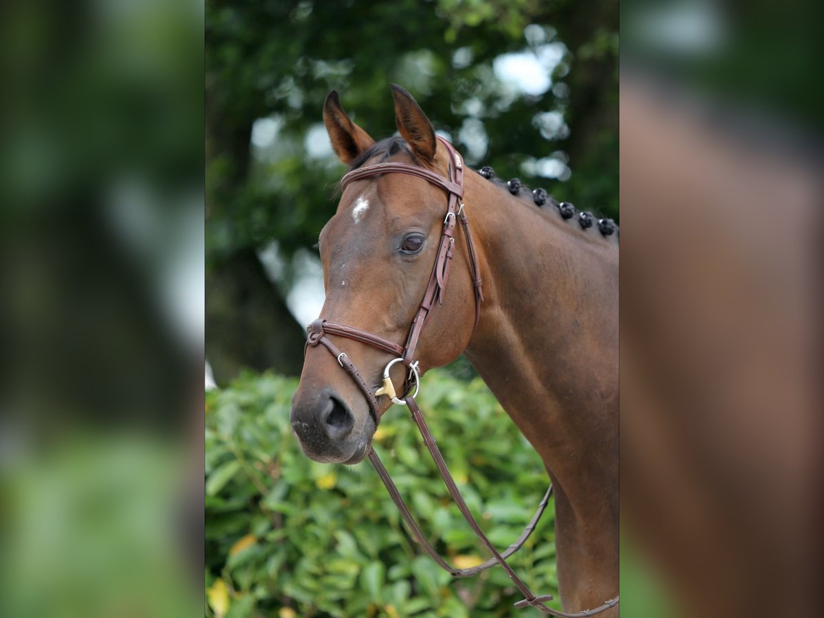 Cavallo sportivo irlandese Castrone 7 Anni 166 cm Baio nero in IJsselstein