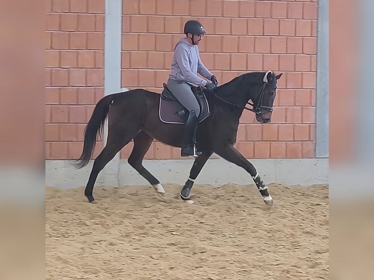 Cavallo sportivo irlandese Castrone 7 Anni 168 cm Baio nero in Lage
