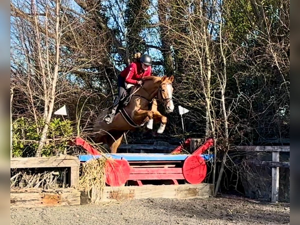 Cavallo sportivo irlandese Castrone 7 Anni 168 cm Sauro scuro in Laois