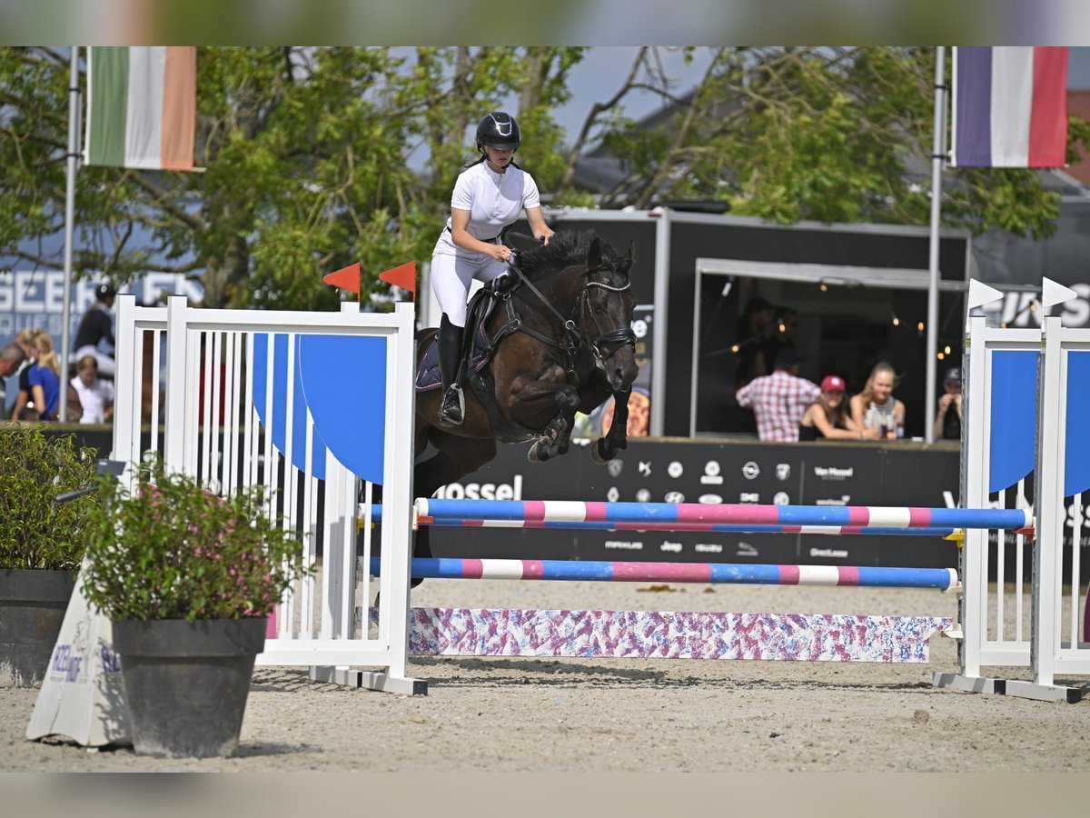 Cavallo sportivo irlandese Castrone 8 Anni 155 cm Morello in Wijnegem