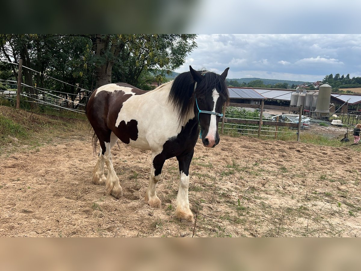 Cavallo sportivo irlandese Castrone 8 Anni 156 cm Pezzato in Ronneburg