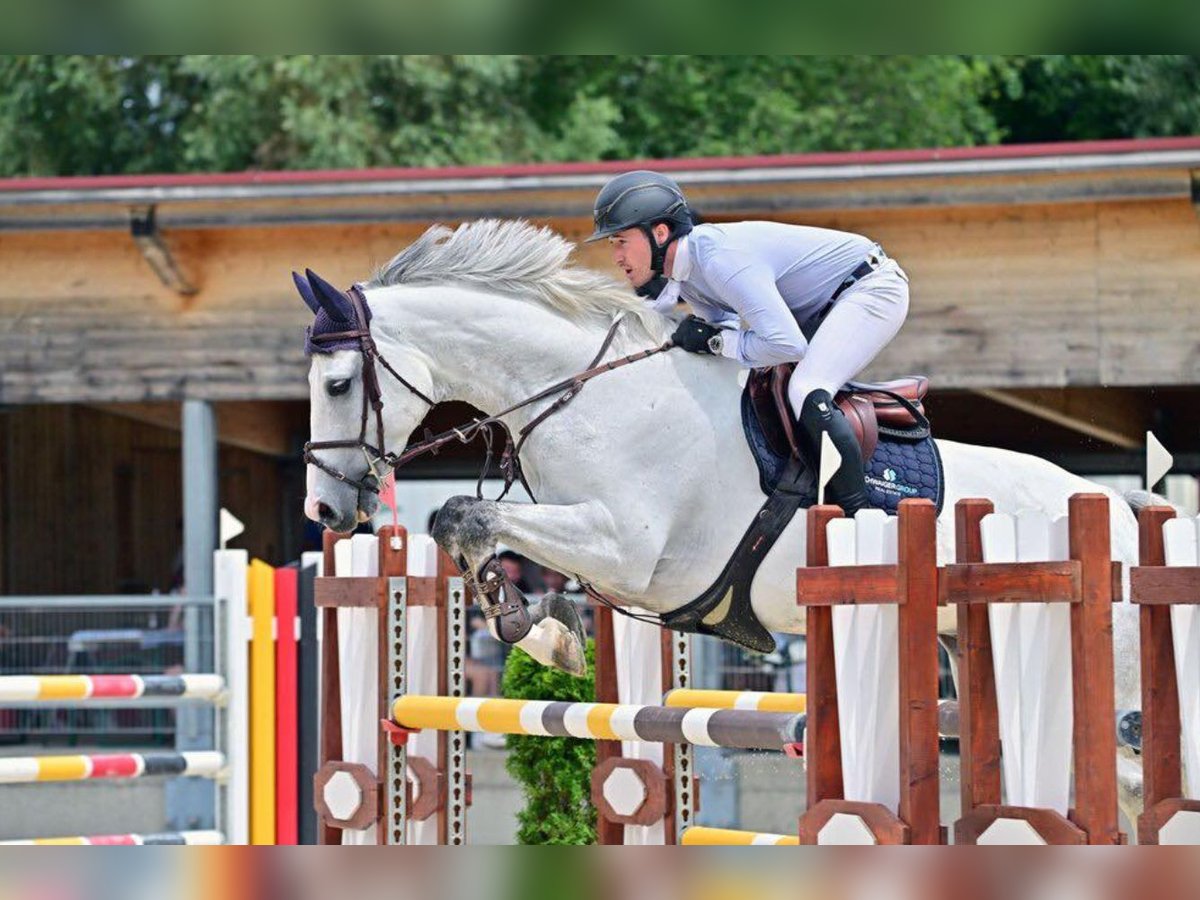 Cavallo sportivo irlandese Castrone 8 Anni 166 cm Grigio in Fraunberg