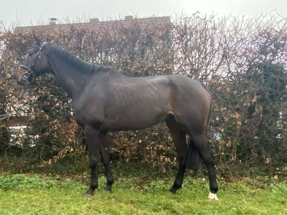 Cavallo sportivo irlandese Castrone 8 Anni 175 cm Baio nero in Elze Esbeck