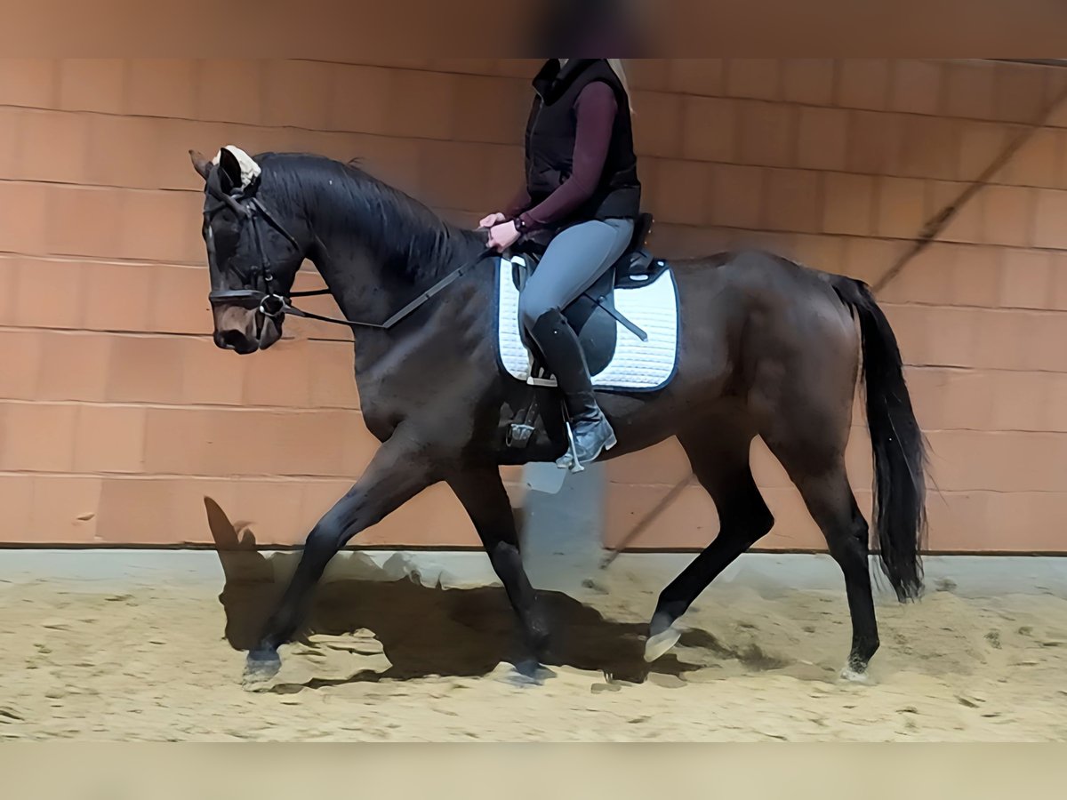 Cavallo sportivo irlandese Castrone 9 Anni 158 cm Baio in Lage