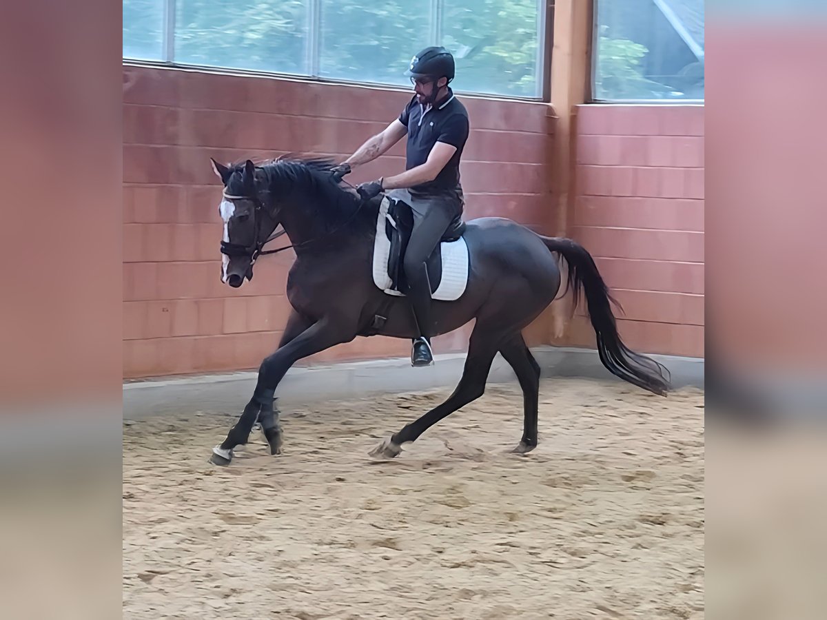 Cavallo sportivo irlandese Castrone 9 Anni 165 cm Baio nero in Lage