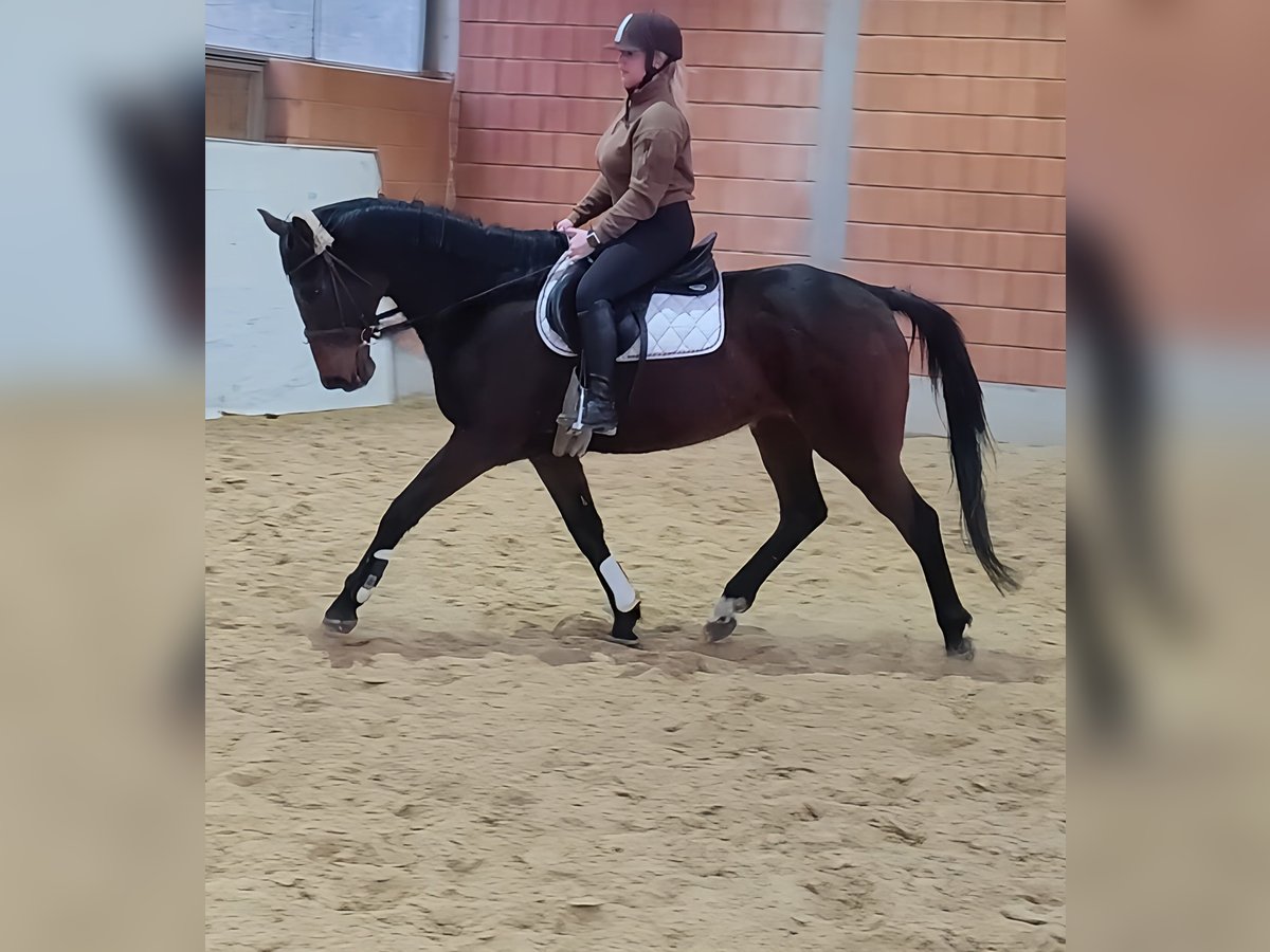 Cavallo sportivo irlandese Castrone 9 Anni 166 cm Baio nero in Lage