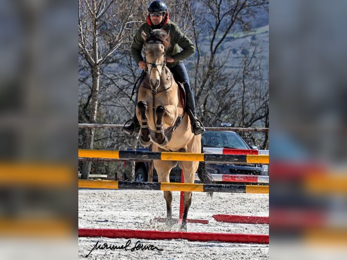 Cavallo sportivo irlandese Castrone 9 Anni 168 cm Falbo in Piñuécar, Madrid