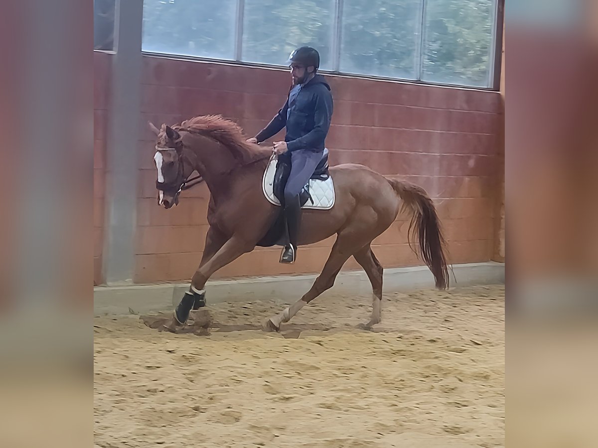 Cavallo sportivo irlandese Castrone 9 Anni 172 cm Sauro in Lage