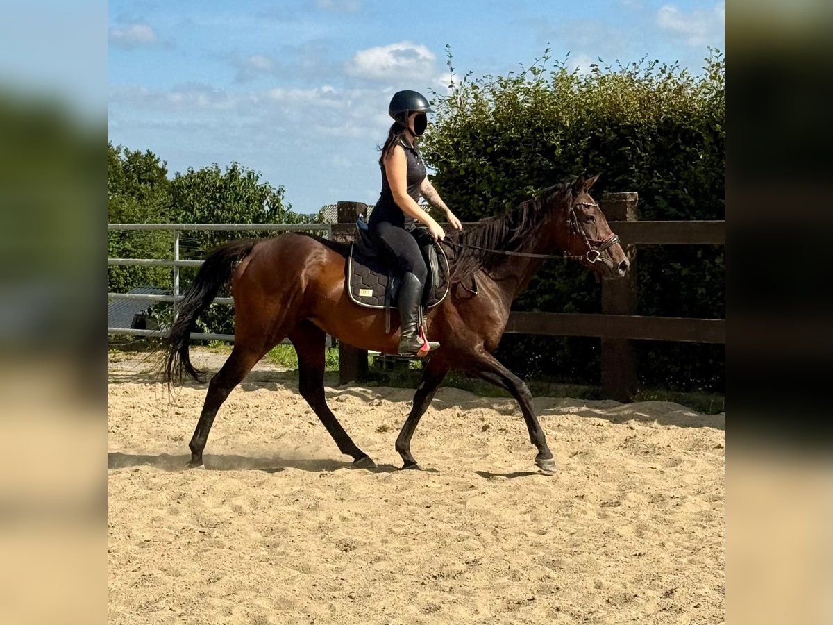 Cavallo sportivo irlandese Giumenta 10 Anni 163 cm Baio in Daleiden