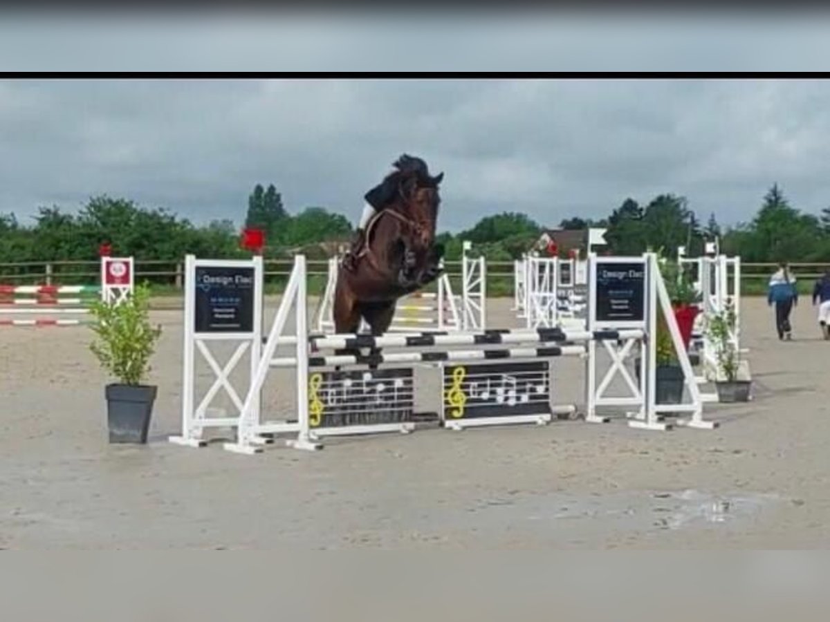 Cavallo sportivo irlandese Giumenta 10 Anni 163 cm Baio ciliegia in Auch