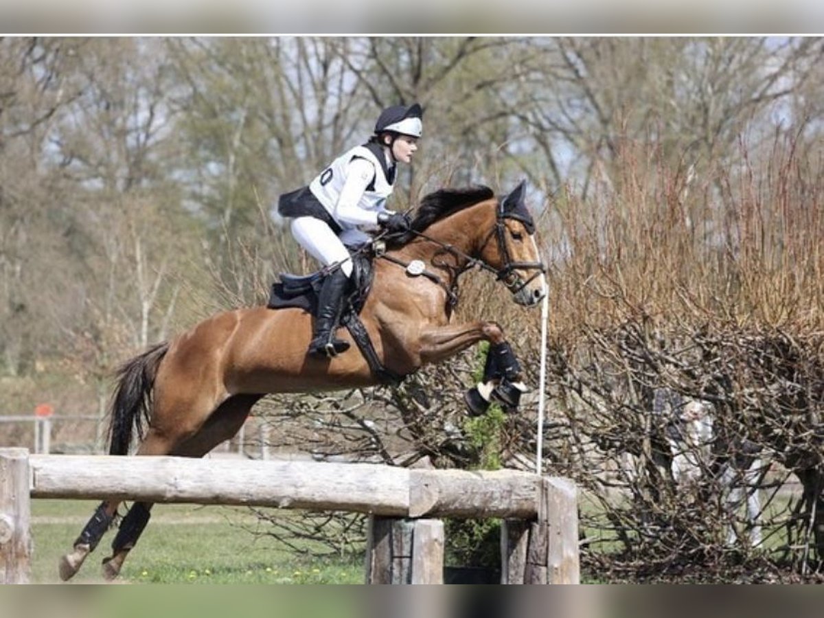 Cavallo sportivo irlandese Giumenta 11 Anni 148 cm Sauro scuro in Hamburg Hummelsbüttel