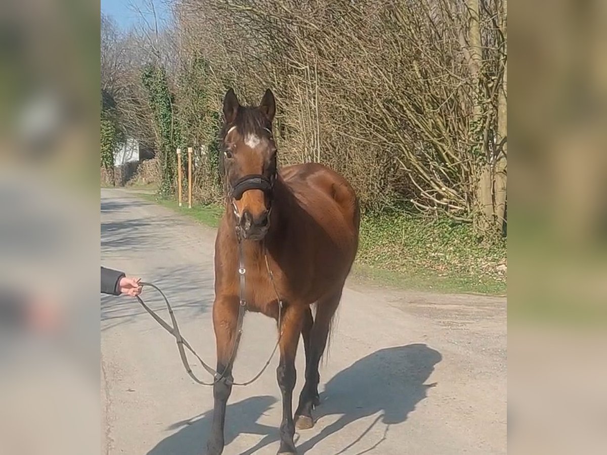 Cavallo sportivo irlandese Giumenta 11 Anni 154 cm Baio in Lage