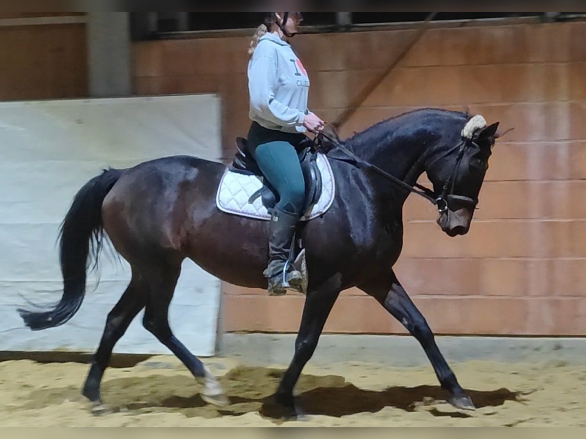 Cavallo sportivo irlandese Giumenta 11 Anni 158 cm Baio nero in Lage