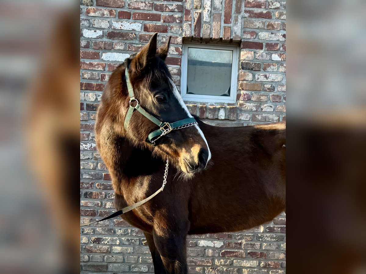 Cavallo sportivo irlandese Giumenta 11 Anni 160 cm Baio scuro in Grevenbroich