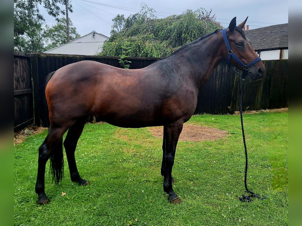 Cavallo sportivo irlandese Giumenta 13 Anni 152 cm Baio ciliegia in Stockport