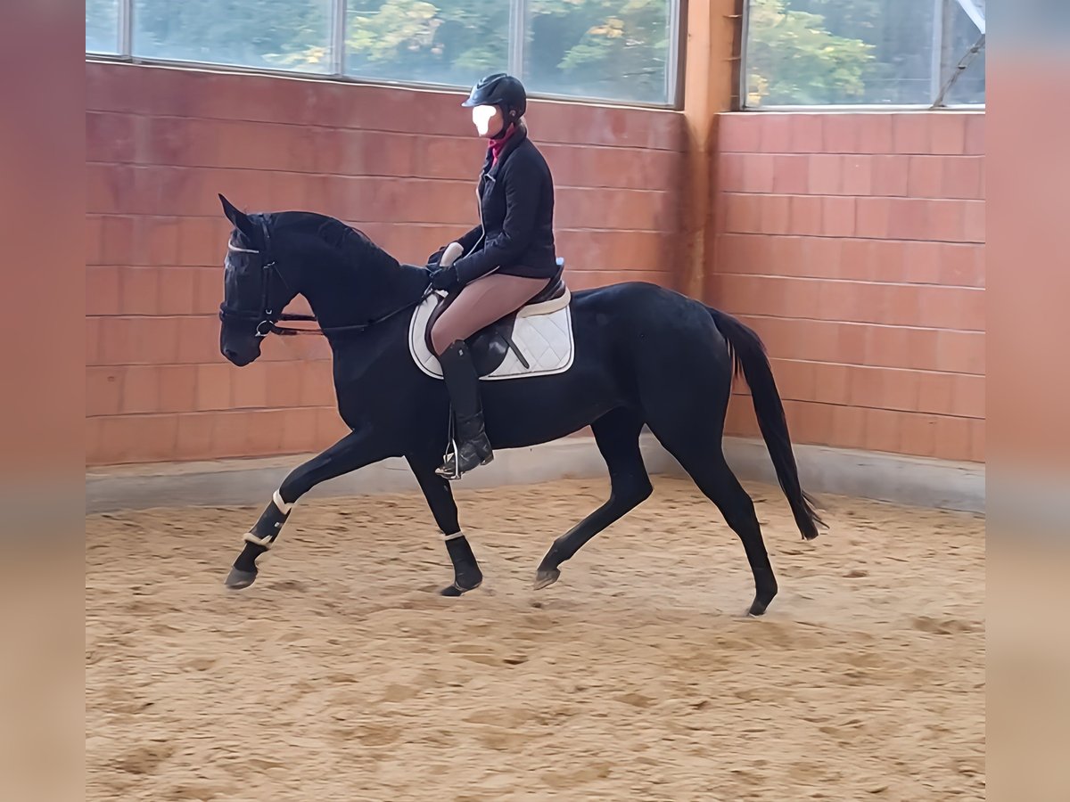 Cavallo sportivo irlandese Giumenta 13 Anni 162 cm Morello in Lage