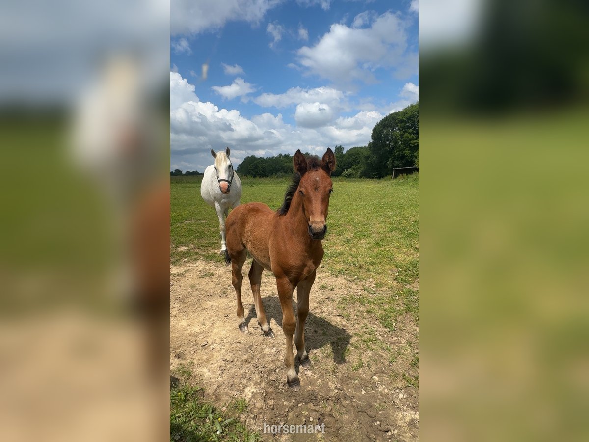 Cavallo sportivo irlandese Giumenta 13 Anni 163 cm Grigio in Monguilhem