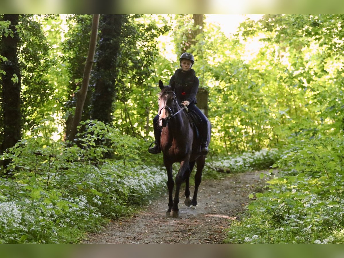 Cavallo sportivo irlandese Giumenta 13 Anni 165 cm Baio nero in Bogaarden