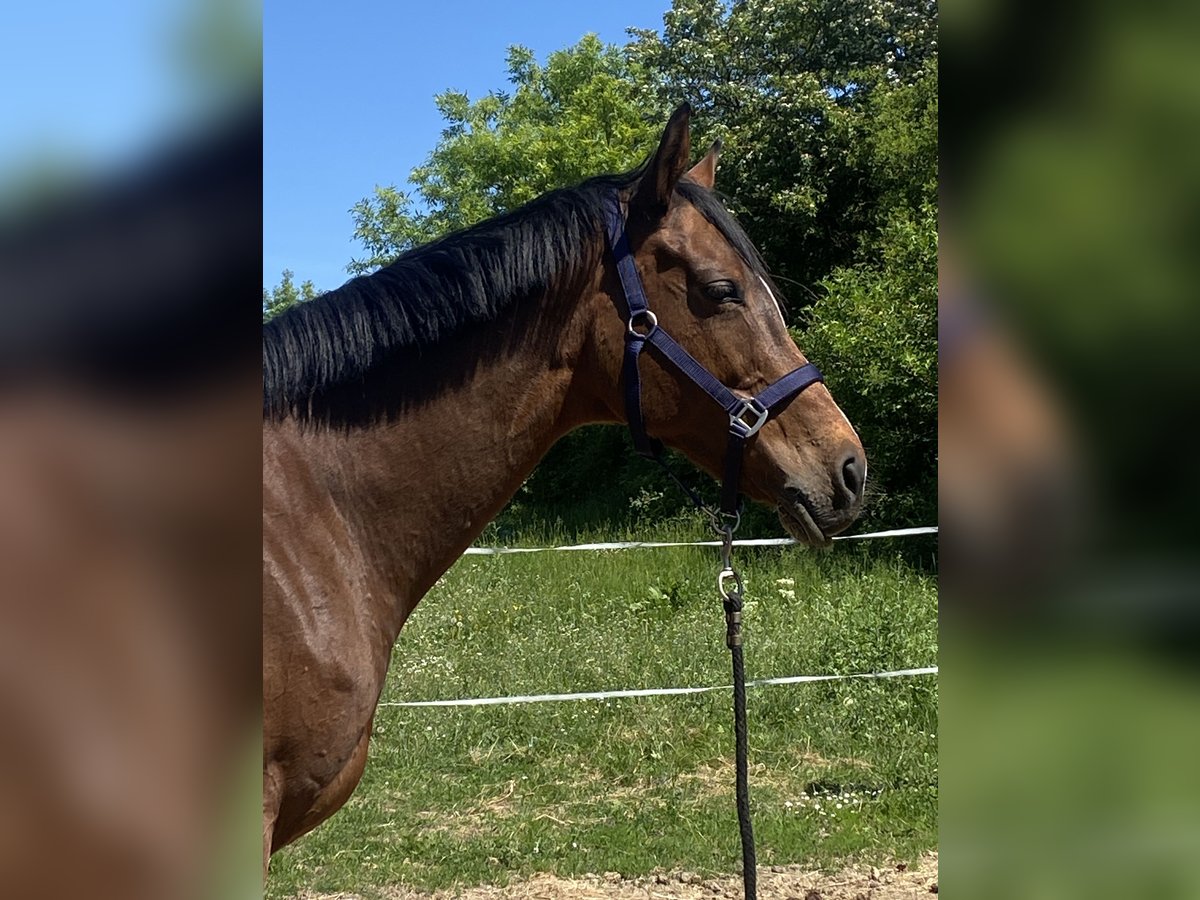 Cavallo sportivo irlandese Giumenta 14 Anni 165 cm Baio in Würzburg