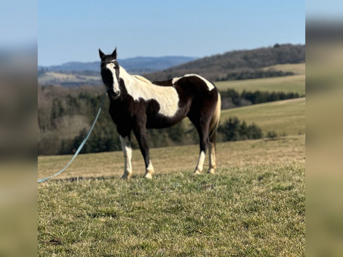 Cavallo sportivo irlandese Mix Giumenta 15 Anni 152 cm Pezzato in Hillesheim