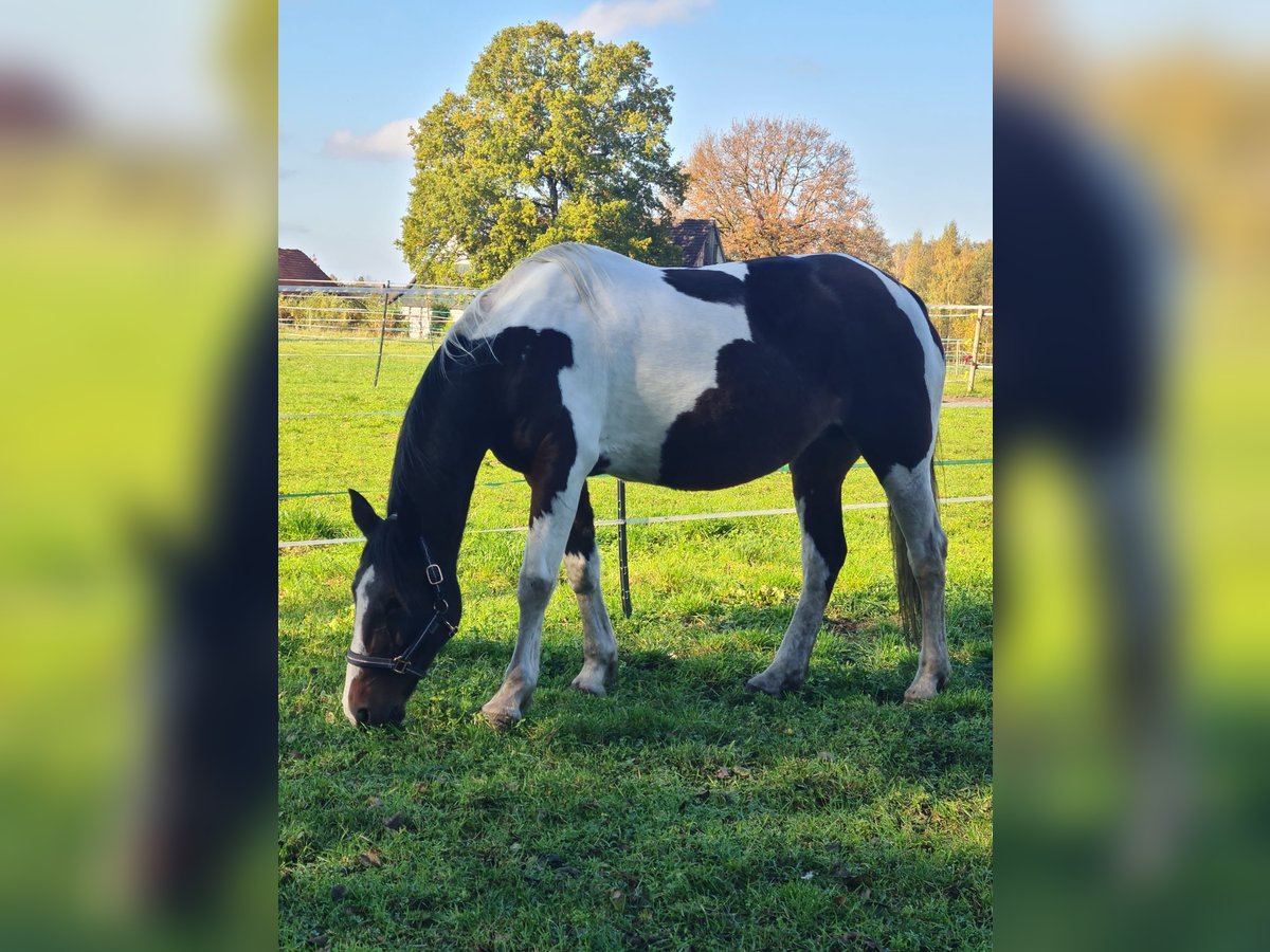 Cavallo sportivo irlandese Mix Giumenta 15 Anni 153 cm Pezzato in Sibbesse