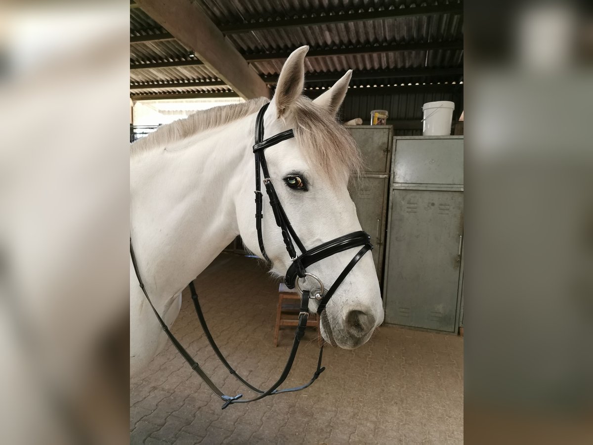 Cavallo sportivo irlandese Giumenta 15 Anni 157 cm Grigio in Leonberg