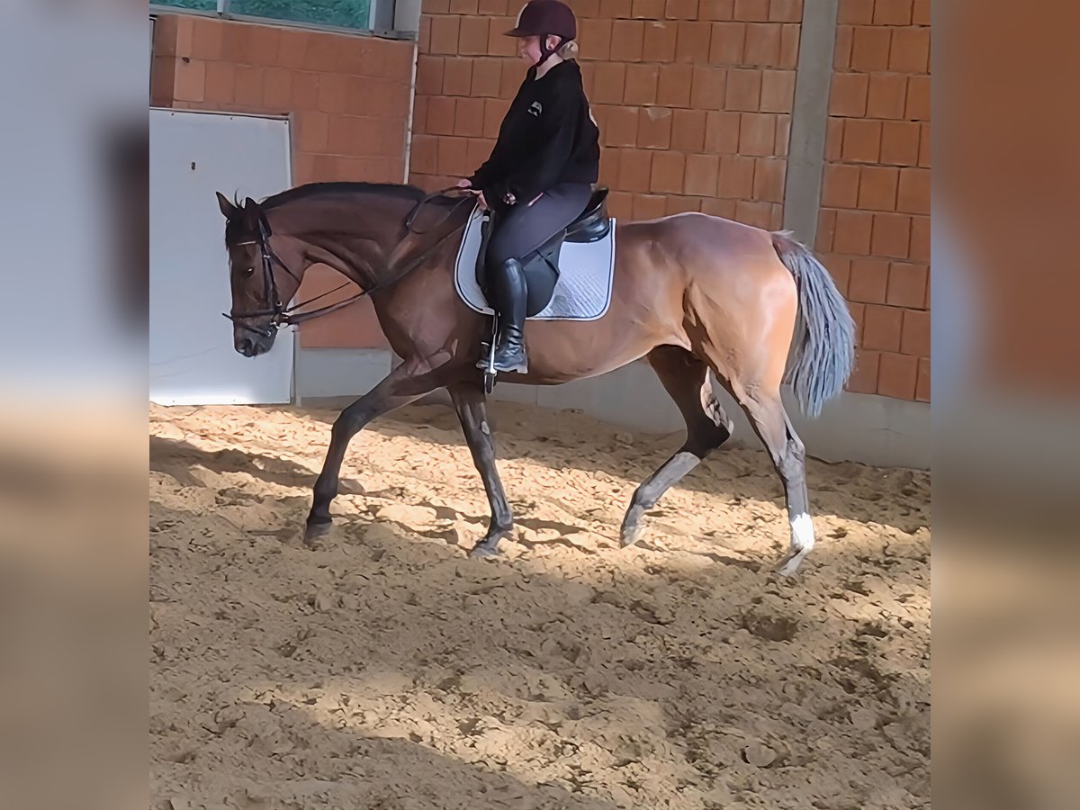 Cavallo sportivo irlandese Giumenta 15 Anni 168 cm Baio in Lage Cavallo sportivo irlandese Giumenta 15 Anni 168 cm Baio in Lage