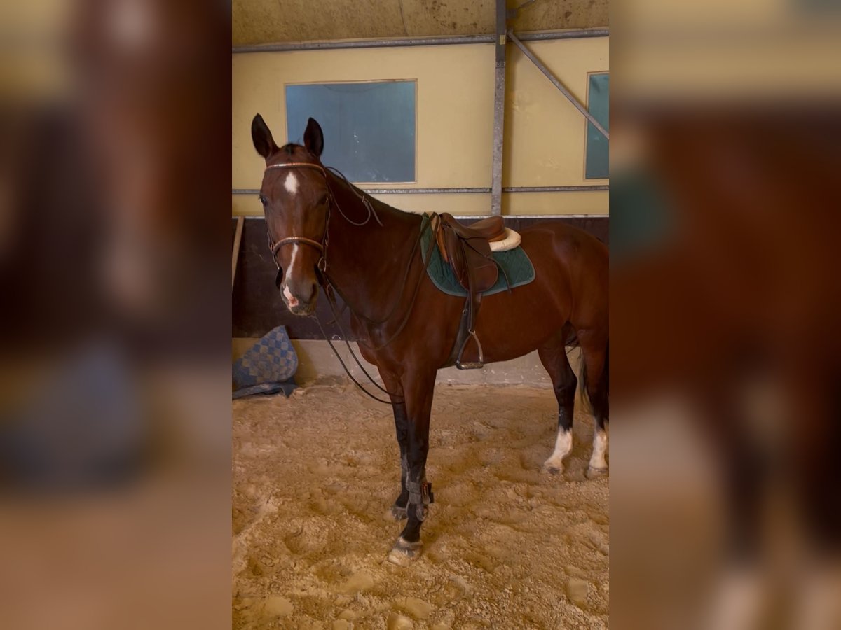 Cavallo sportivo irlandese Giumenta 17 Anni 167 cm Baio in Codrignano, Borgo Tossignano