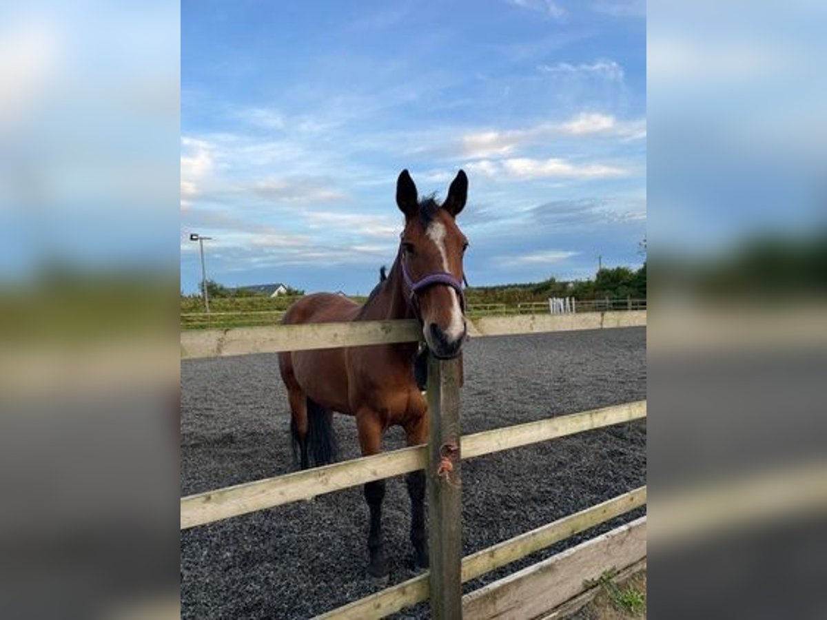 Cavallo sportivo irlandese Giumenta 17 Anni 168 cm Baio ciliegia in Letterkenny