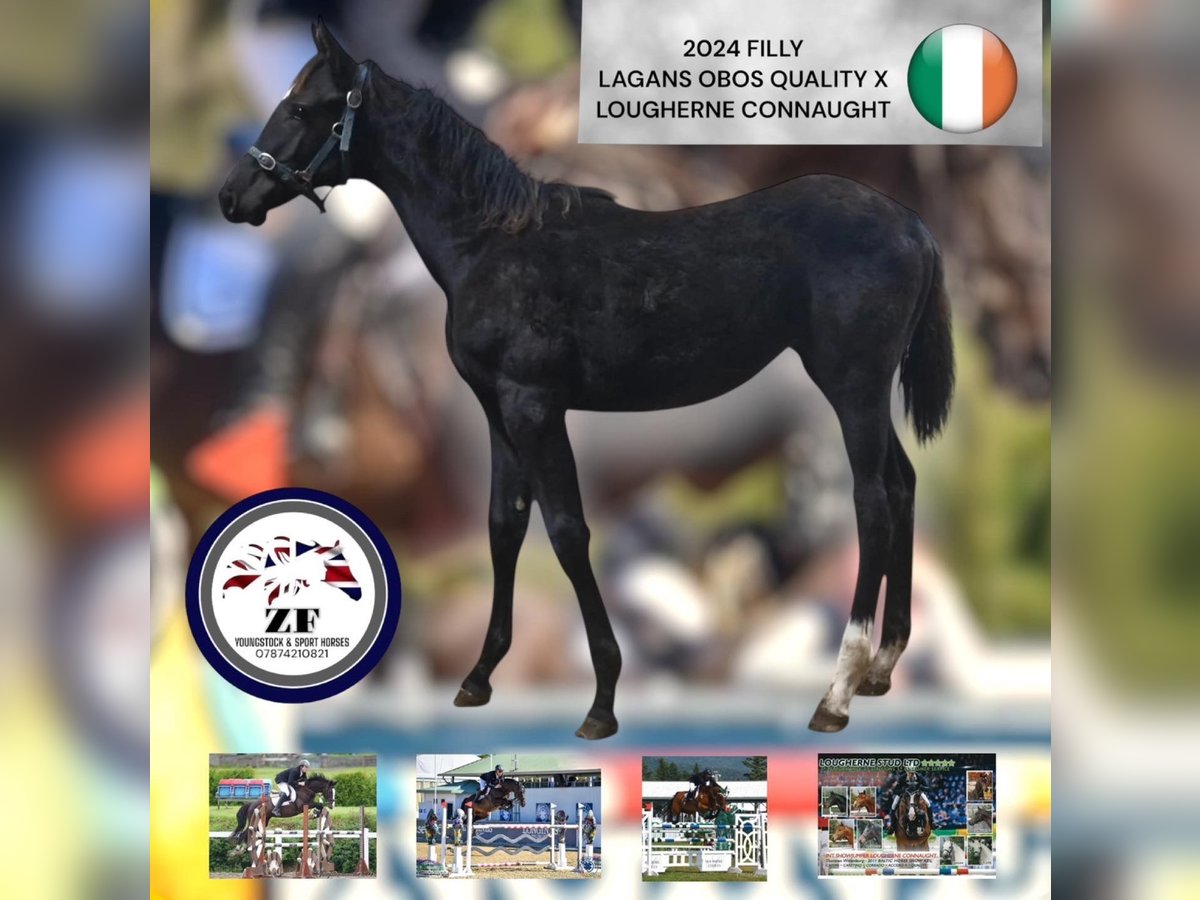 Cavallo sportivo irlandese Giumenta 1 Anno Morello in Pembrokeshire