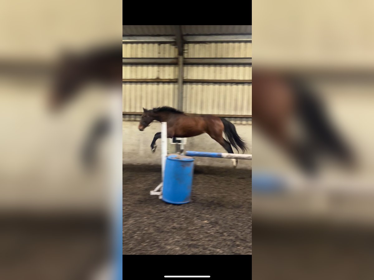 Cavallo sportivo irlandese Giumenta 2 Anni 163 cm Baio ciliegia in Connacht