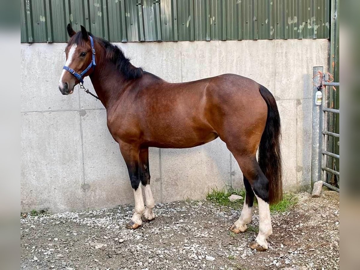 Cavallo sportivo irlandese Giumenta 4 Anni 155 cm Baio ciliegia in Kerry