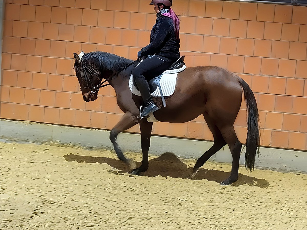Cavallo sportivo irlandese Giumenta 4 Anni 158 cm Baio in Lage