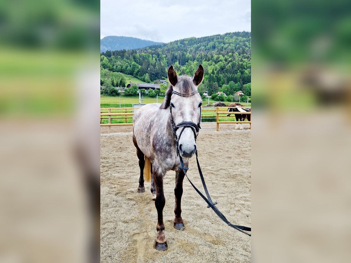 Cavallo sportivo irlandese Giumenta 4 Anni 160 cm Grigio pezzato in Gummern