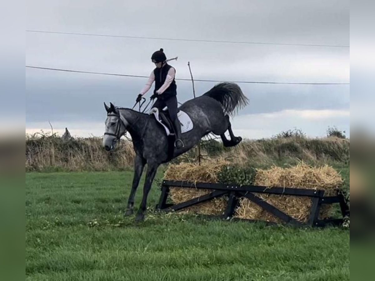 Cavallo sportivo irlandese Giumenta 4 Anni 163 cm Grigio pezzato in Lismore