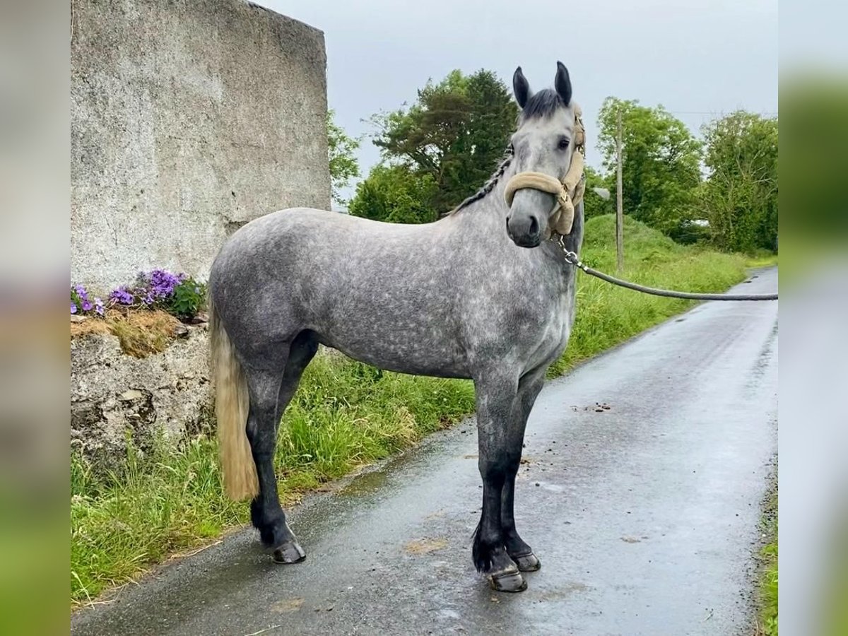 Cavallo sportivo irlandese Giumenta 4 Anni 167 cm Grigio in F91p026