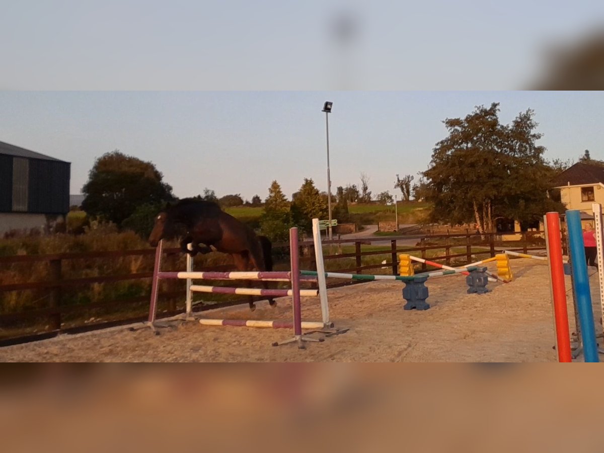 Cavallo sportivo irlandese Mix Giumenta 4 Anni 168 cm Baio in Leitrim